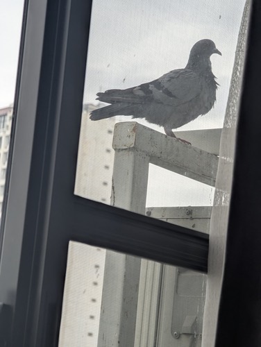 นกพิราบป่าปละ · Feral Pigeon · Columba livia domestica