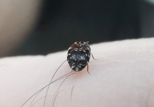 Trogoderma anthrenoides