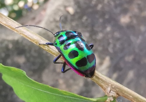 มวนตองแตก · Lychee Shield Bug · Chrysocoris stollii