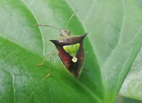 Carbula scutellata