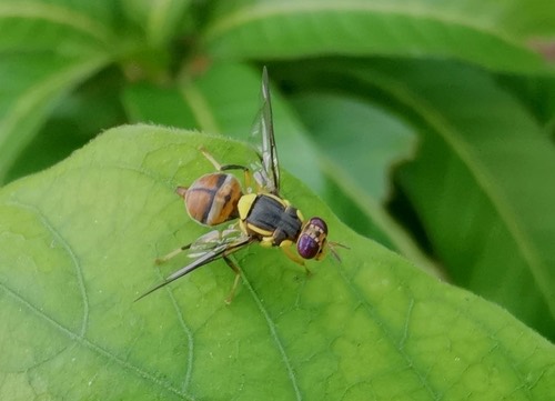 แมลงวันทอง · Oriental Fruit Fly · Bactrocera dorsalis