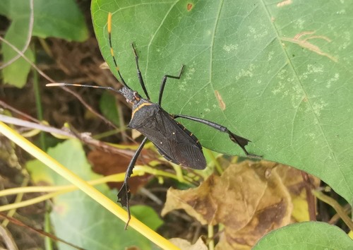 Citron Bug · Leptoglossus gonagra