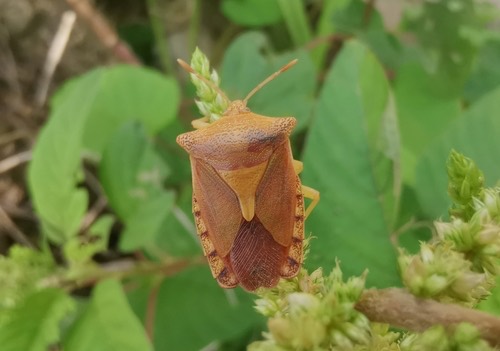 Pygoplatys auropunctatus