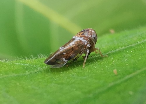 Mango leafhopper · Idioscopus nitidulus