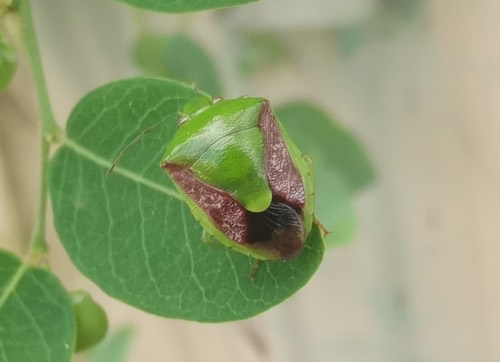 Plautia crossota