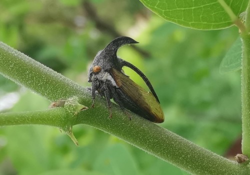 เพลี้ยจักจั่นเขา · eggplant horned planthopper · Leptocentrus taurus