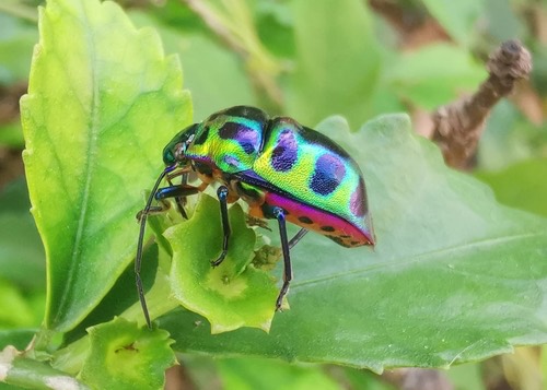 มวนตองแตก · Lychee Shield Bug · Chrysocoris stollii