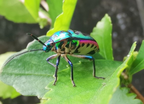 มวนตองแตก · Lychee Shield Bug · Chrysocoris stollii