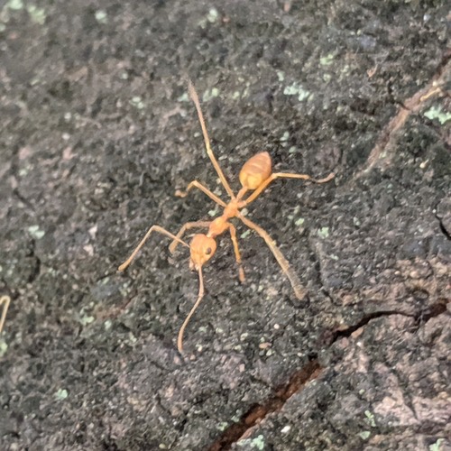 มดแดง · Asian Weaver Ant · Oecophylla smaragdina