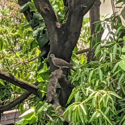 นกเขาใหญ่ · Spotted Dove · Spilopelia chinensis
