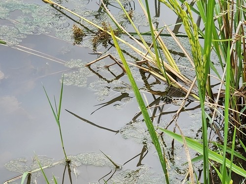 แมลงปอเสือลายประดับ · Common Flangetail · Ictinogomphus decoratus