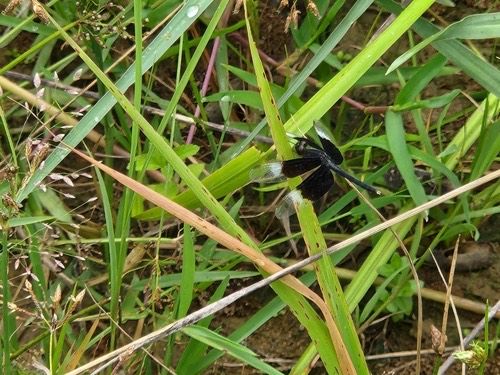 แมลงปอบ้านปีกแต้มดำ · Pied Paddy Skimmer · Neurothemis tullia
