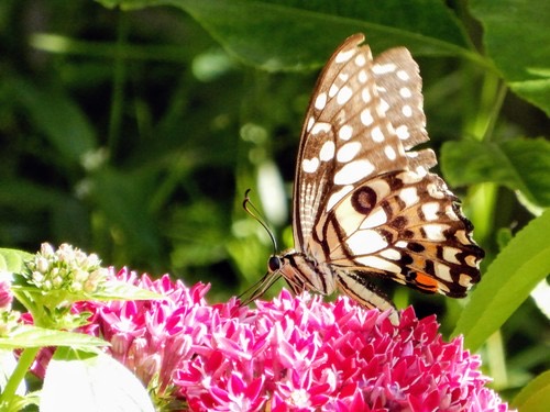 ผีเสื้อหนอนมะนาว · Lime Swallowtail · Papilio demoleus
