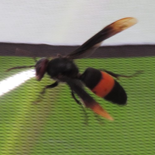 ต่อหัวเสือแถบใหญ่ · Greater Banded Hornet · Vespa tropica
