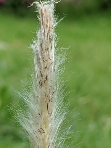 หญ้าคา · Cogon Grass · Imperata cylindrica