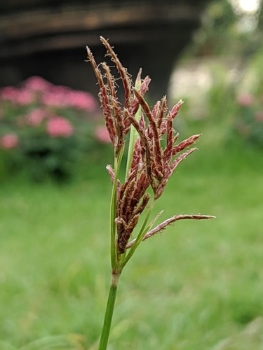 หญ้าแห้วหมู · Purple nutsedge · Cyperus rotundus