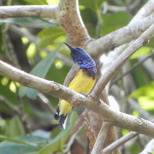 นกกินปลีอกเหลือง · Ornate Sunbird · Cinnyris ornatus