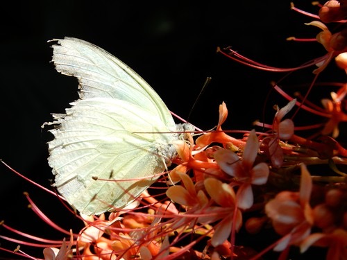 ผีเสื้อหนอนคูนธรรมดา · Lemon Migrant · Catopsilia pomona