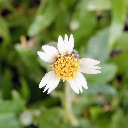 ตีนตุ๊กแก · Tridax Daisy · Tridax procumbens