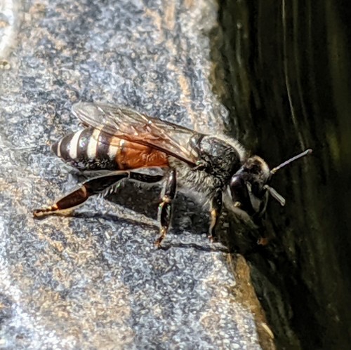 ผึ้งมิ้ม · Red Dwarf Honey Bee · Apis florea