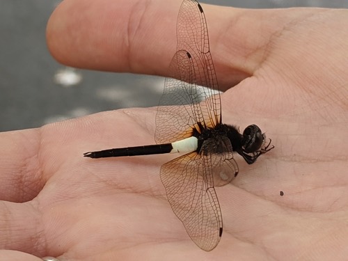 แมลงปอบ้านโคนขาวธรรมดา · Banded Skimmer · Pseudothemis jorina
