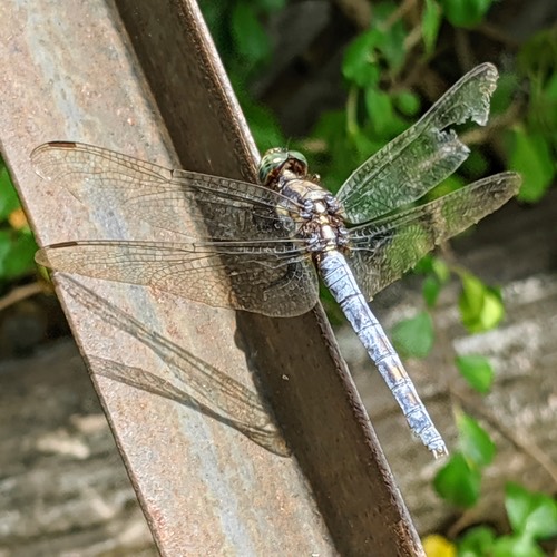 แมลงปอบ้านเสือฟ้าหน้าดำ · Blue Marsh Hawk · Orthetrum glaucum