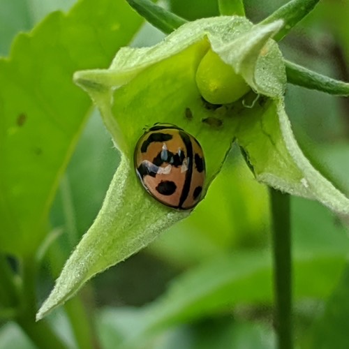 ด้วงเต่าลายหยัก · Six-spotted Zigzag Ladybird · Cheilomenes sexmaculata