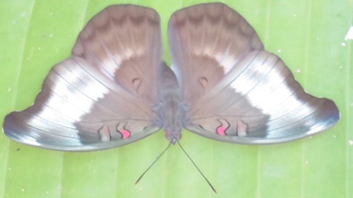 ผีเสื้อดุ๊กจุดแดง · Redspot Duke · Dophla evelina