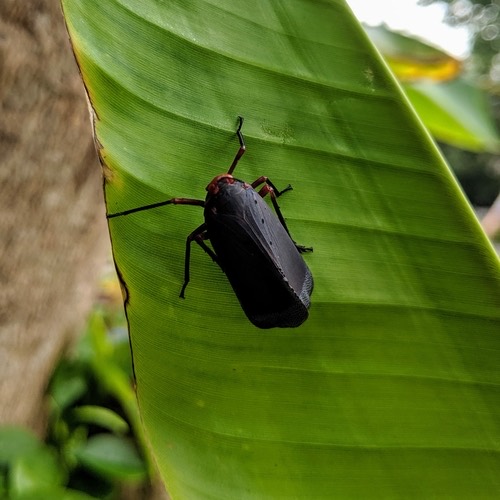 จักจั่นงวงเข็ม · Kalidasa nigromaculata