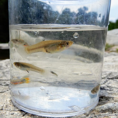 ปลาหางนกยูง · Guppy · Poecilia reticulata