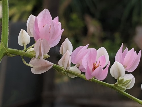 พวงชมพู · Coral Vine · Antigonon leptopus