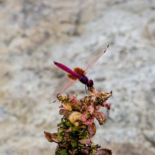 แมลงปอบ้านไตรมิตรสีชมพู · Crimson Marsh Glider · Trithemis aurora