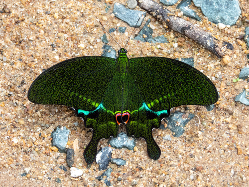 ผีเสื้อหางติ่งปารีส · Paris Peacock Swallowtail · Papilio paris