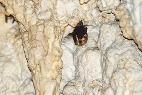 ค้างคาวสามศร · Stoliczka's Trident Bat · Aselliscus stoliczkanus