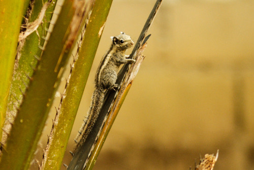 กระเล็นขนปลายหูสั้น · Himalayan Striped Squirrel · Tamiops mcclellandii