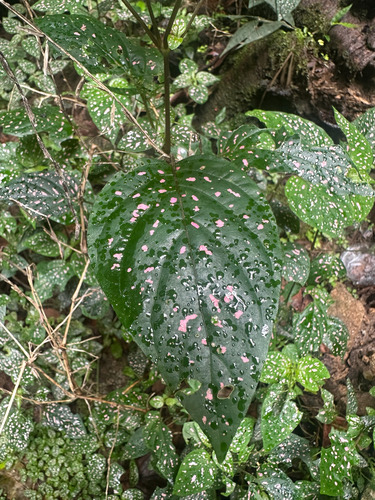 ละอองดาว · Polka Dot Plant · Hypoestes phyllostachya