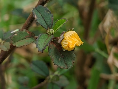 หญ้าขัด (ขัดมอน) · Cuban jute · Sida rhombifolia