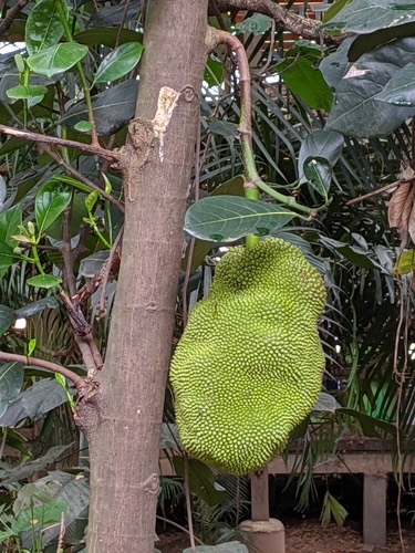 ขนุน · Jackfruit · Artocarpus heterophyllus