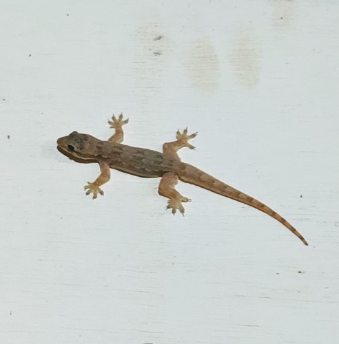 จิ้งจกบ้านหางแบน · Flat-tailed House Gecko · Hemidactylus platyurus
