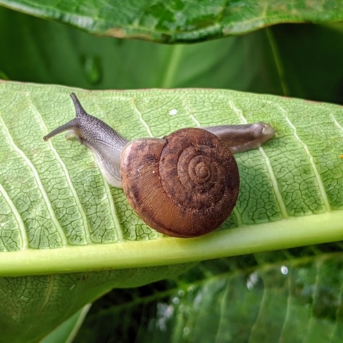 หอยทากสยาม · Siamese Common Snail · Sarika siamensis