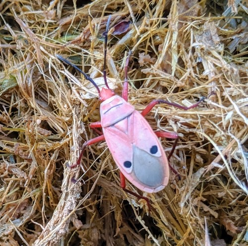 มวนแดงนุ่น · Kapok Bug · Probergrothius nigricornis