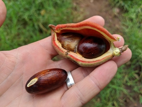 เกาลัด · Seven Sisters' Fruit · Sterculia monosperma