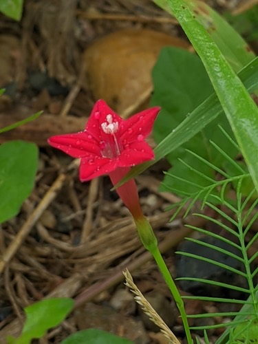 คอนสวรรค์ · Cypress Vine · Ipomoea quamoclit