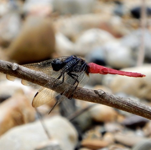 ชนิดย่อย แมลงปอบ้านเสืออกม่วงท้องแดง · Common Red Skimmer · Orthetrum neglectum
