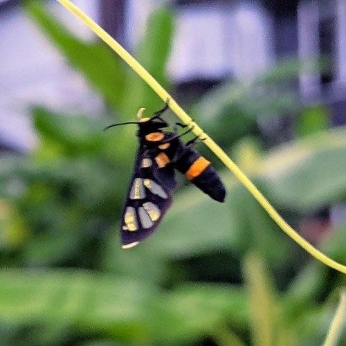 ผีเสื้อหญ้าวงท้องเหลือง · Amata sperbius