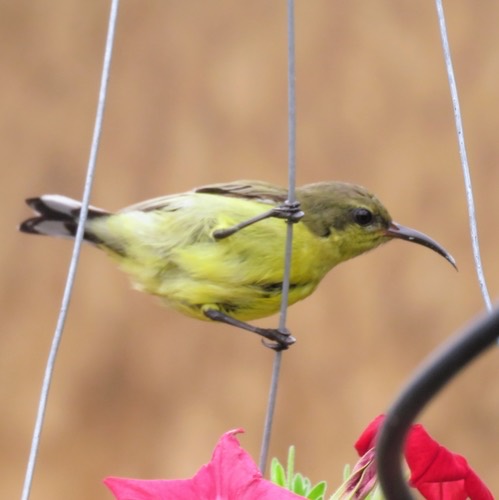 นกกินปลีอกเหลือง · Ornate Sunbird · Cinnyris ornatus