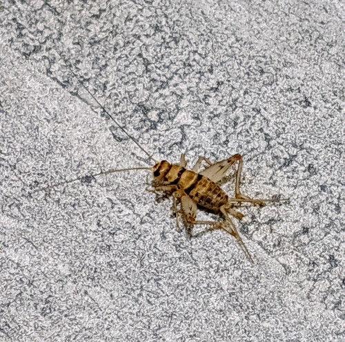 จิ้งหรีดลาย · Tropical House Cricket · Gryllodes sigillatus