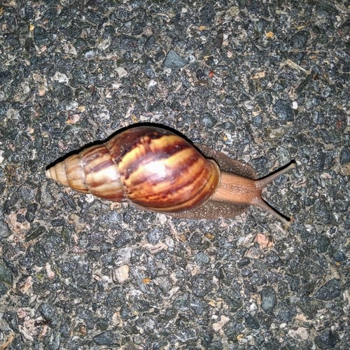 หอยทากยักษ์แอฟริกา · African Giant Snail · Lissachatina fulica