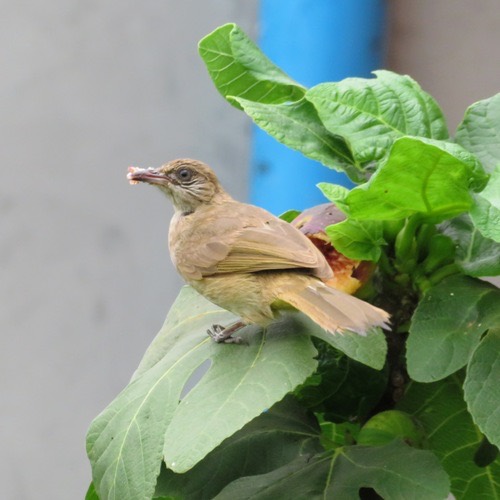 นกปรอดสวน · Streak-eared Bulbul · Pycnonotus conradi