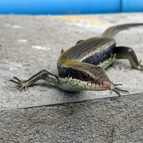 จิ้งเหลนหางยาว · Longtail Mabuya · Eutropis longicaudata